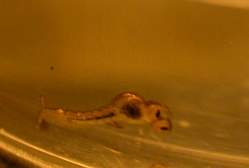 petit_Chaoboridae2.jpg
