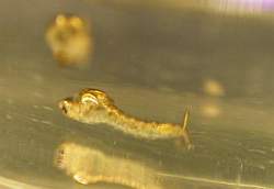 petit_Chaoboridae3.jpg