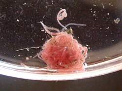 grappe de tubifex