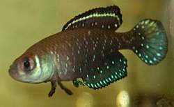 petit_austrolebia nigripinnis.jpg