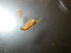 petit_couple d'artemia2.jpg