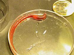 Eiseniella adulte