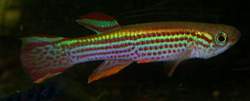 petit_fundulopanchax striatum.jpg