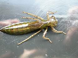 petit_larve aeschne2 libellule.jpg