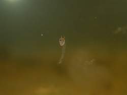 petit_nymphe de chaoborus1.jpg