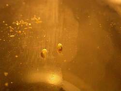 petit ostracode