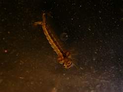 petit_photo larve de culex pipiens.jpg