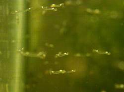 petit_photo vers cristal.jpg