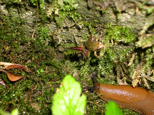 neometamorf grenouille rouge 2.jpg