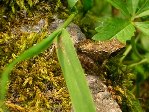 neometamorf grenouille rouge.jpg