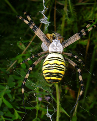 Argiope fasciato.jpg